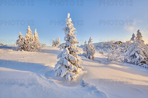 Snowed-in spruces (Picea abies) at morning light in winter on the Arber