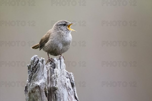 Eurasian wren (Troglodytes troglodytes) standing on dead wood