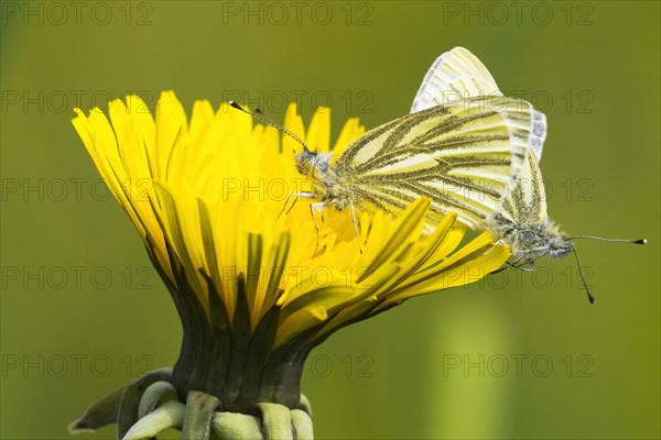 Green-veined whites (Pieris napi)