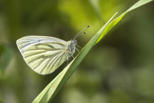 Green-veined white (Pieris napi)