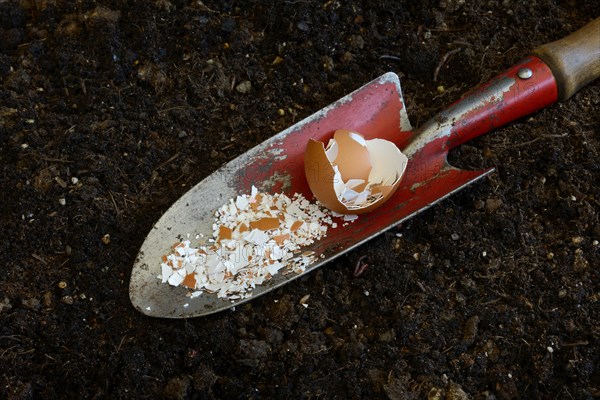 Crushed eggshells on garden shovel