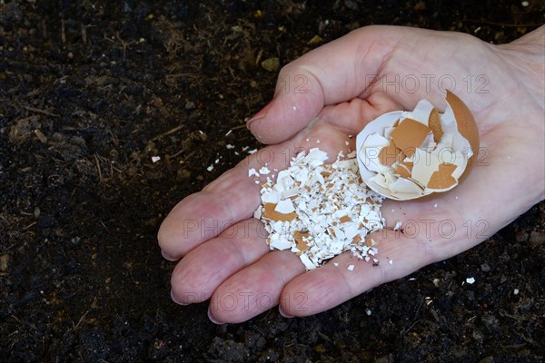 Crushed eggshells on hand