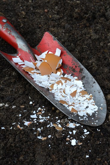 Crushed eggshells on garden shovel