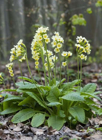 True oxlip (Primula elatior)