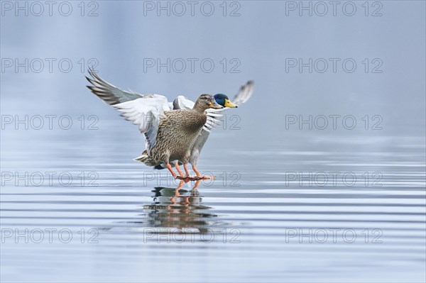 Mallard (Anas platyrhynchos) female landing in a lake