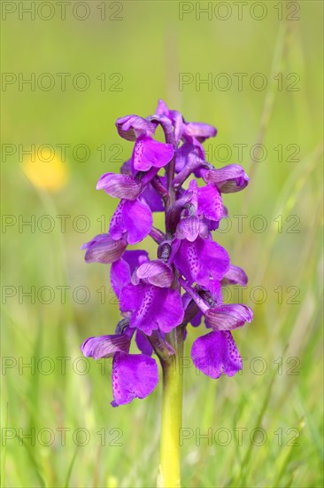 Green-winged orchid (Orchis morio)