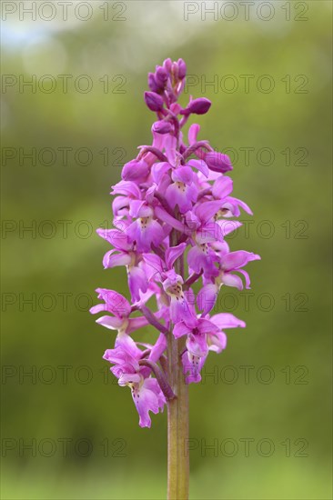 Early purple orchid (Orchis mascula)