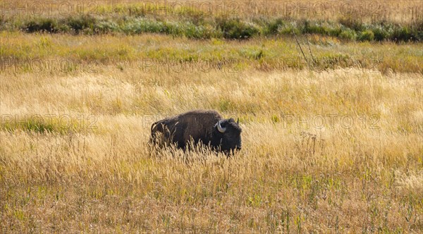 American Bison (Bison bison) in tall grass