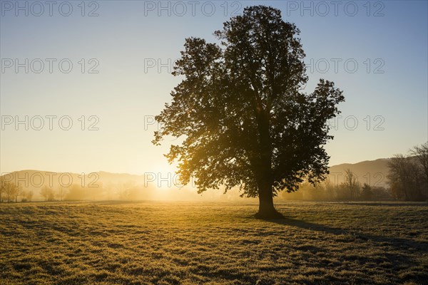 Tree with landscape