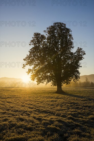 Tree with landscape