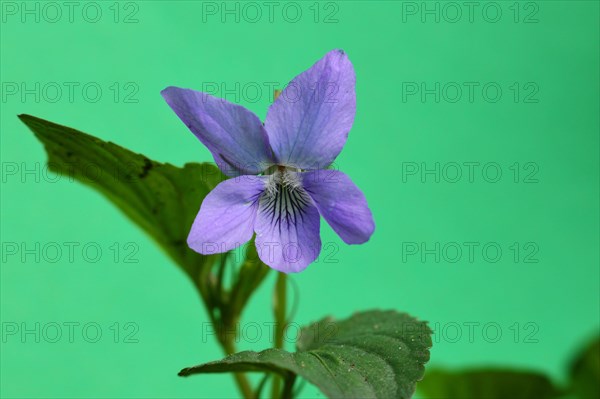 Wood violet (Viola riviniana)