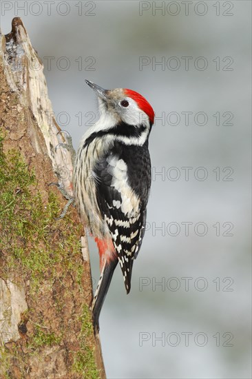 Middle spotted woodpecker (Dendrocopos medius)