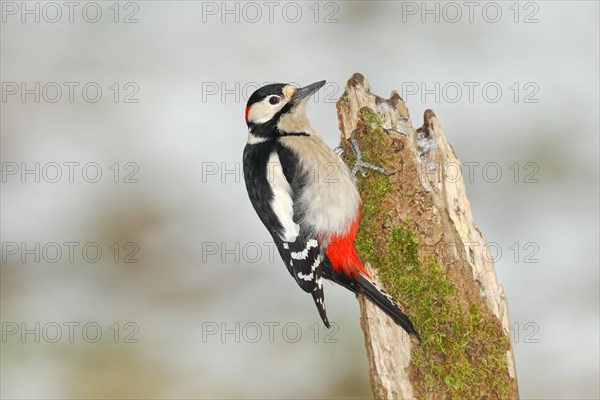 Great spotted woodpecker (Dendrocopos major)