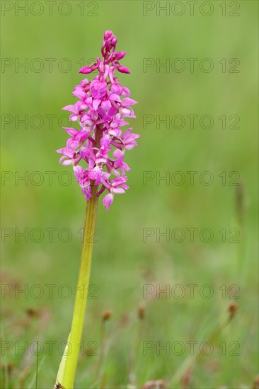 Man's orchid (Orchis mascula)