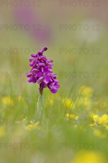 Green-winged orchid (Anacamptis morio)