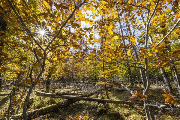 Light beech forest with lying wood in autumn