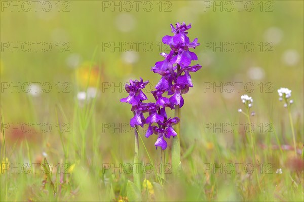 Green-winged orchid (Anacamptis morio) blooms in a meadow