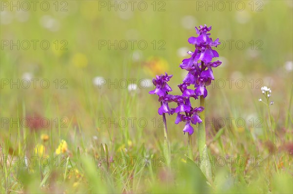 Green-winged orchid (Anacamptis morio) blooms in a meadow