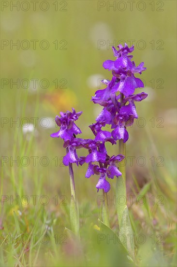 Green-winged orchid (Anacamptis morio) blooms in a meadow