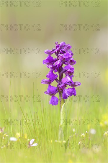 Green-winged orchid (Anacamptis morio) blooms in a meadow