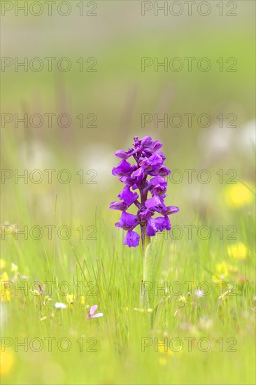 Green-winged orchid (Anacamptis morio) blooms in a meadow