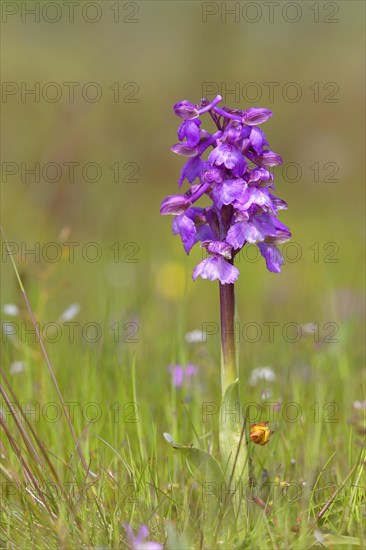 Green-winged orchid (Anacamptis morio) blooms in a meadow