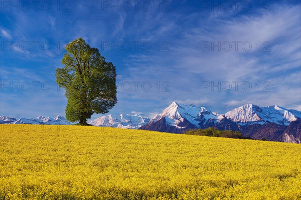 Single tree in blooming rape field