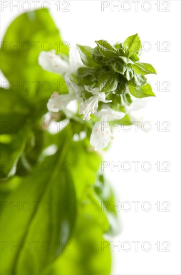 Fresh basil plant leaves and sprout