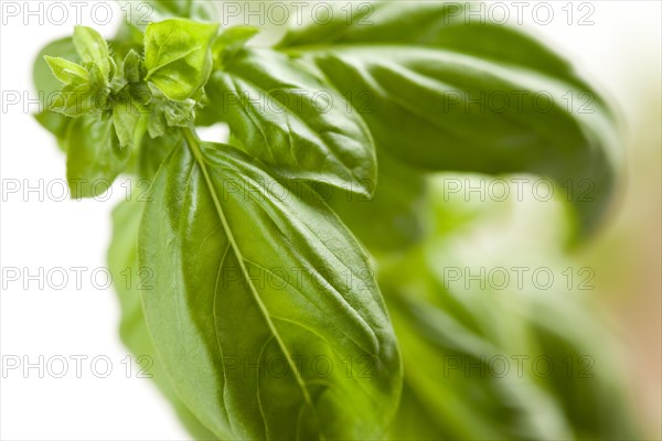 Fresh basil plant leaves and sprout