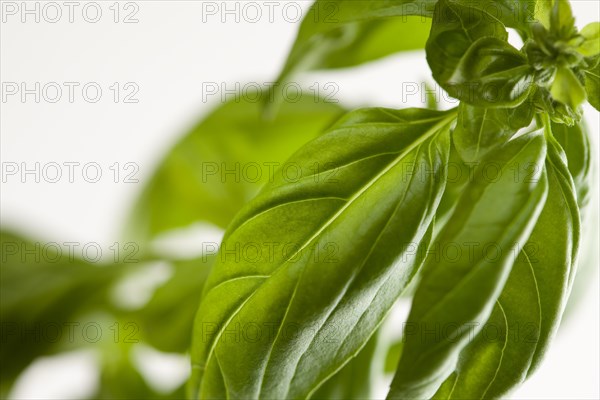 Fresh basil plant leaves and sprout