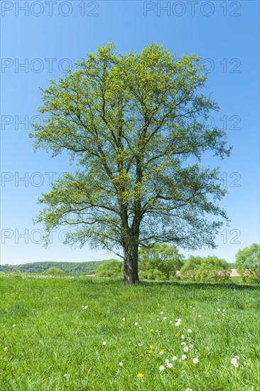 Black alder (Alnus glutinosa)