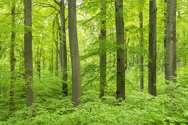 Common beeches (Fagus sylvatica) with natural regeneration in spring