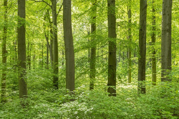 Common beeches (Fagus sylvatica) with natural regeneration in spring