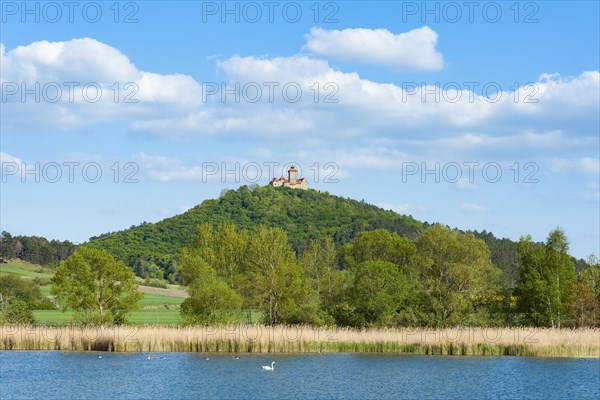 Lake with Mute swan (Cygnus olor)