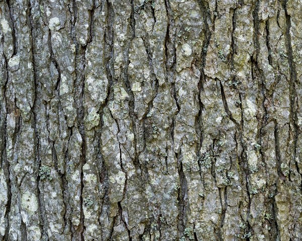 Bark of a fir (Abies alba)