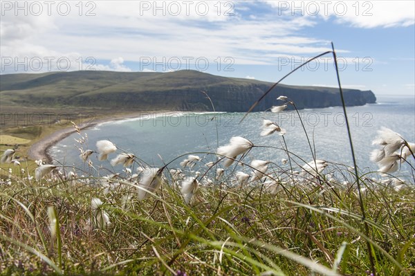 Narrow-leaved cottongrass (Eriophorum angustifolium) in the wind