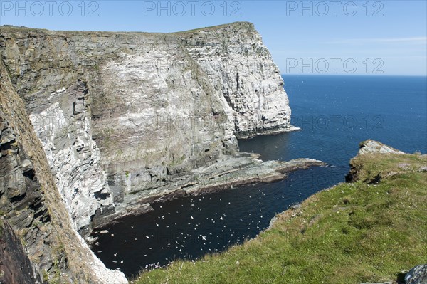 Thousands of seabirds