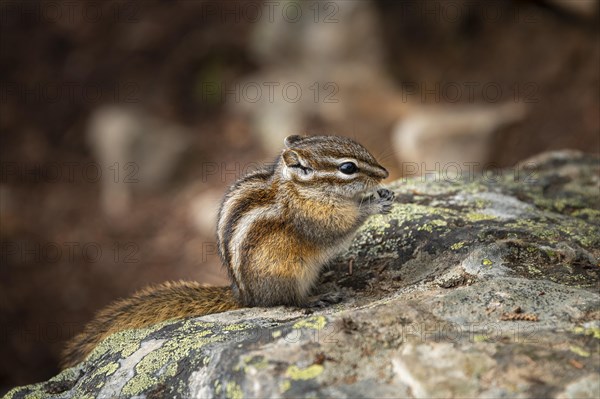 Least chipmunk (Neotamias minimus) sitting on rocks and eating