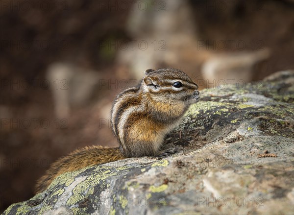 Least chipmunk (Neotamias minimus) sitting on rocks and eating