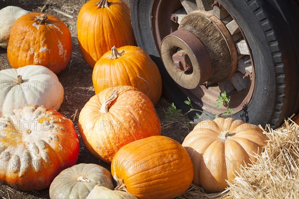 Fresh orange pumpkins and old rusty antique tire in a rustic outdoor fall setting
