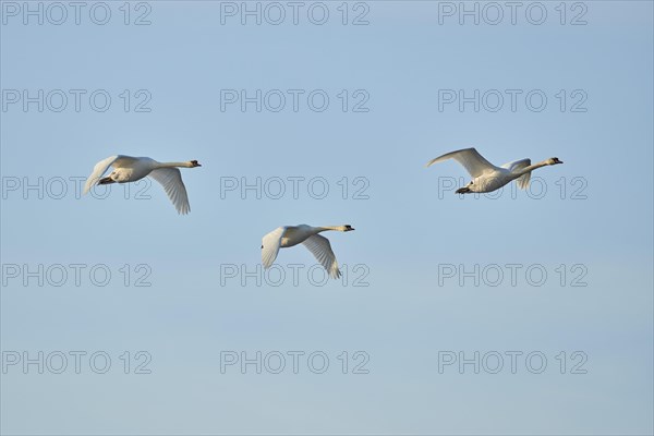 Mute swans (Cygnus olor)