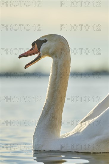 Mute swan (Cygnus olor) swimming on donau river