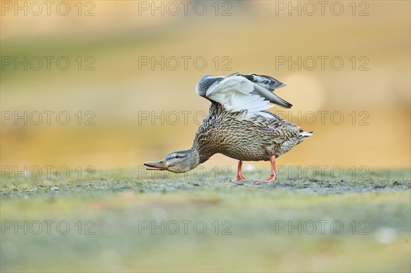 Mallard (Anas platyrhynchos) female on a meadow