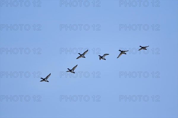 Flying Tufted ducks (Aythya fuligula)