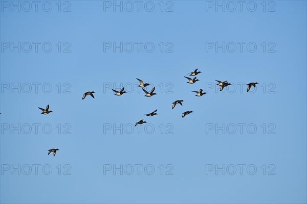 Tufted ducks (Aythya fuligula)