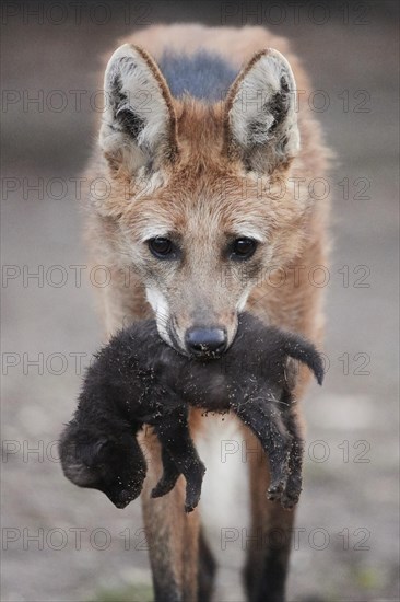 Maned wolf (Chrysocyon brachyurus) carrying a cub in mouth