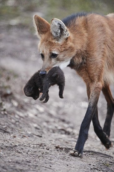 Maned wolf (Chrysocyon brachyurus) carrying a cub in mouth