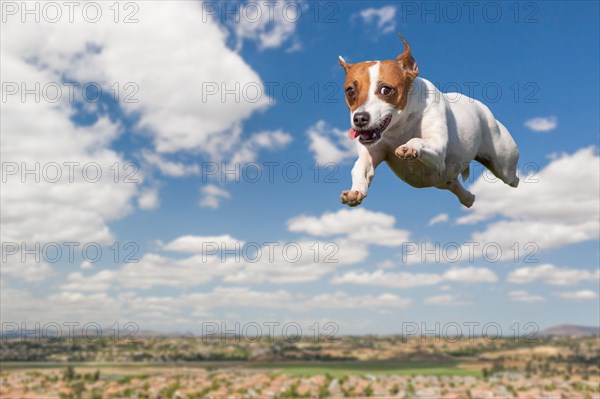 Jack russell terrier