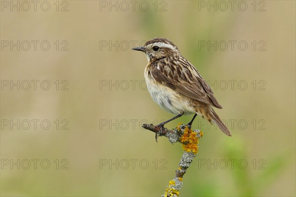 Whinchat (Saxicola rubetra)