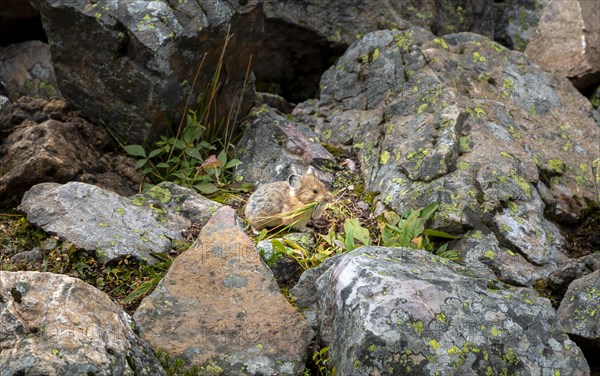 Pika (Ochotona) collecting stalks for nest building